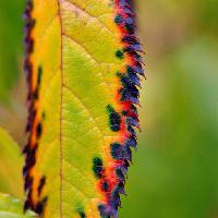 Pixwords The image with leaf, autumn, old, dead, nature, green Calek