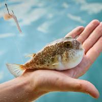 Pixwords The image with fish, hand, man, water, fishing Dimaberkut