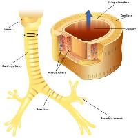 Pixwords The image with vein, body, cartilage, muscle, anathomy, larynx Rob3000 - Dreamstime