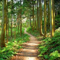 road, forest, trees, tree, green, vegetation Julija Nikerina - Dreamstime