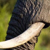 Pixwords The image with elephant, trunk, animal Villiers Steyn (Villiers)