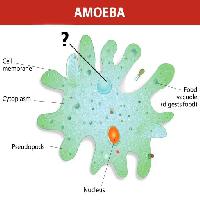 Pixwords The image with amoeba, nucleus, food, cell, cellular Designua