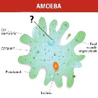 amoeba, nucleus, food, cell, cellular Designua