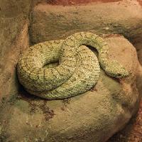 Pixwords The image with snake, animal, wild, rock, rocks John Lepinski (Acronym)