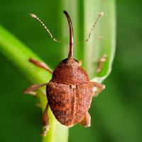 bug, animal, wild, wildlife, small, leaf, green, orange, brick Tomatito26 - Dreamstime