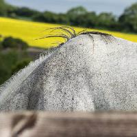 Pixwords The image with horse, animal, hair, hairs Nicole Ciscato (Nicoleciscato)