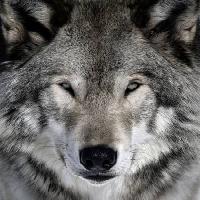 Pixwords The image with wolf, animal, wild, dog Alain - Dreamstime