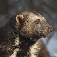 Pixwords The image with animal, bear, wild, wildlife, fur Moose Henderson - Dreamstime